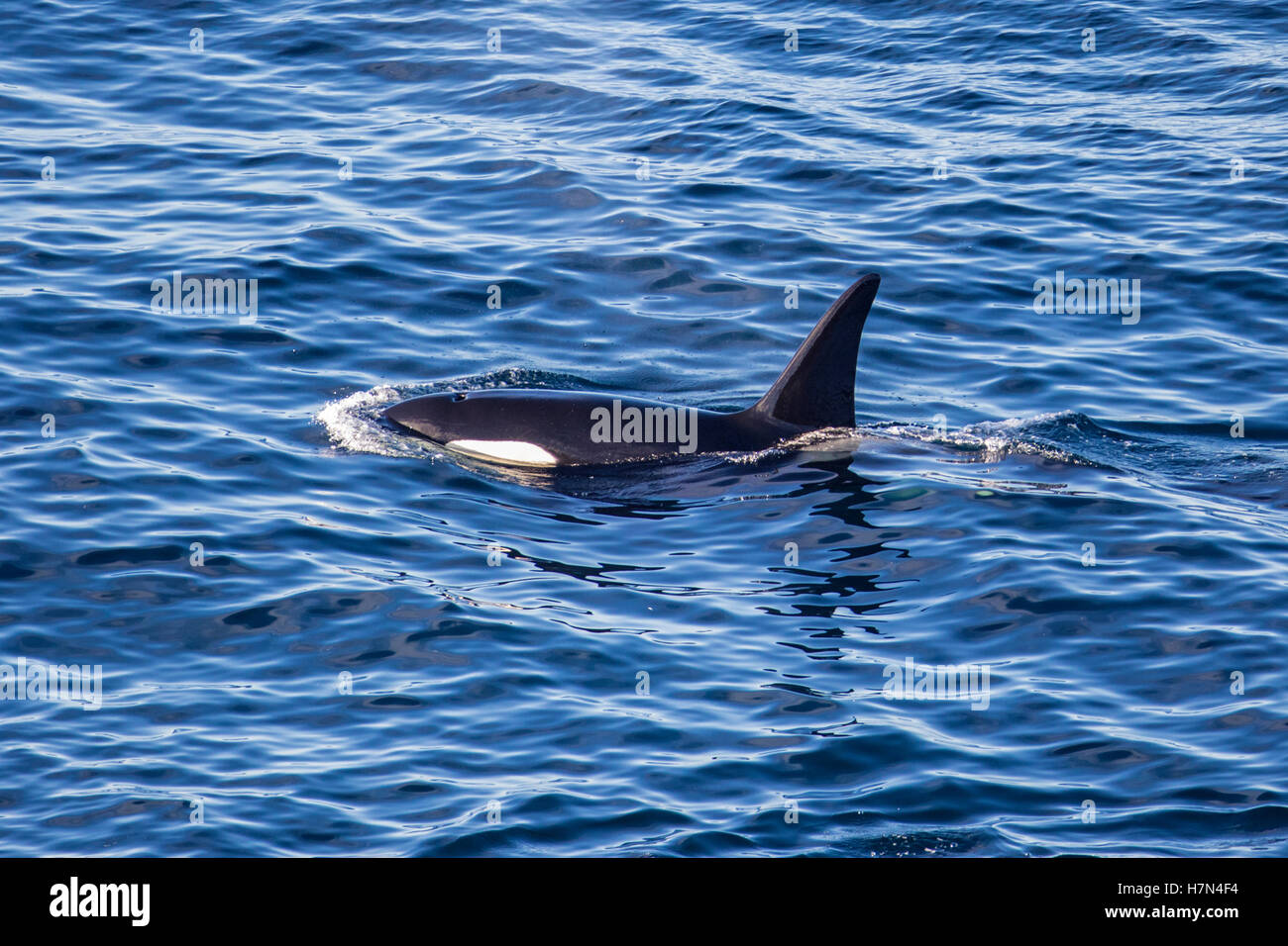 Maschio balena killer (Orcinus orca), Shetland continentale, Scozia Foto Stock