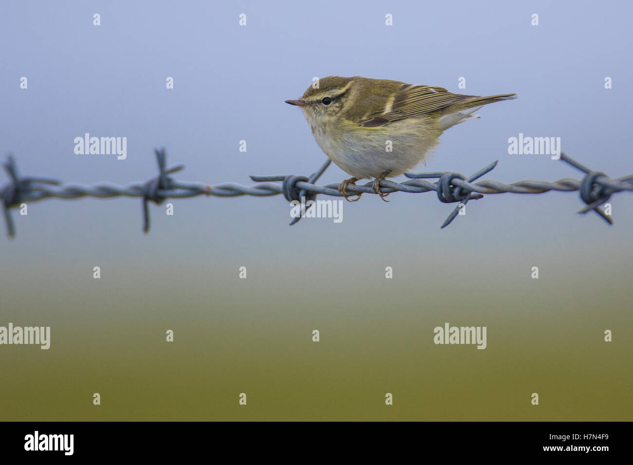 Giallo-browed trillo (Phylloscopus inornatus) appollaiato sul filo di recinzione, Shetland continentale Foto Stock