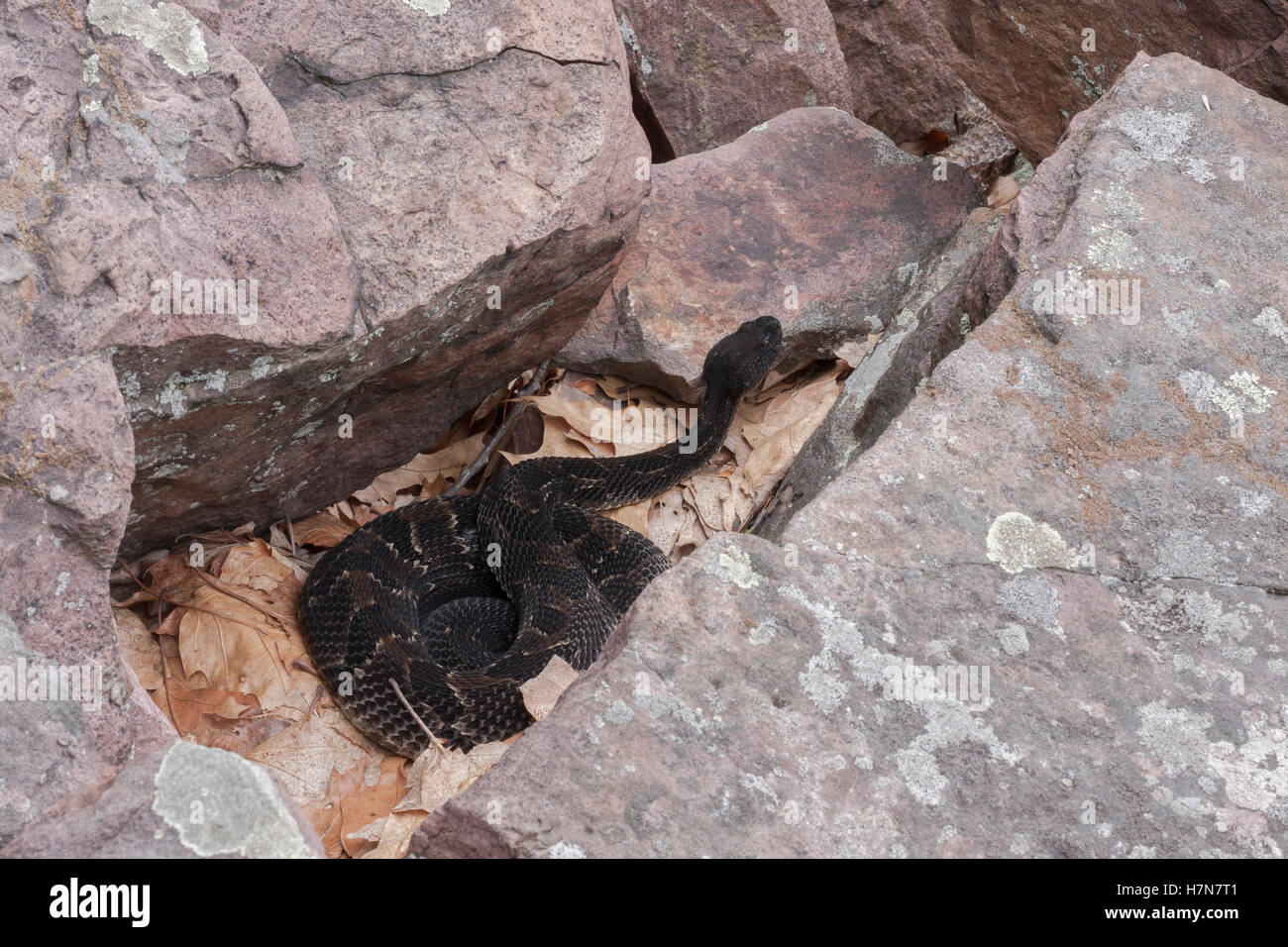Legname Rattlesnake (Crotalus horridus) questa specie minacciate o in pericolo di estinzione in gran parte della sua gamma. Fase buia morph. Foto Stock