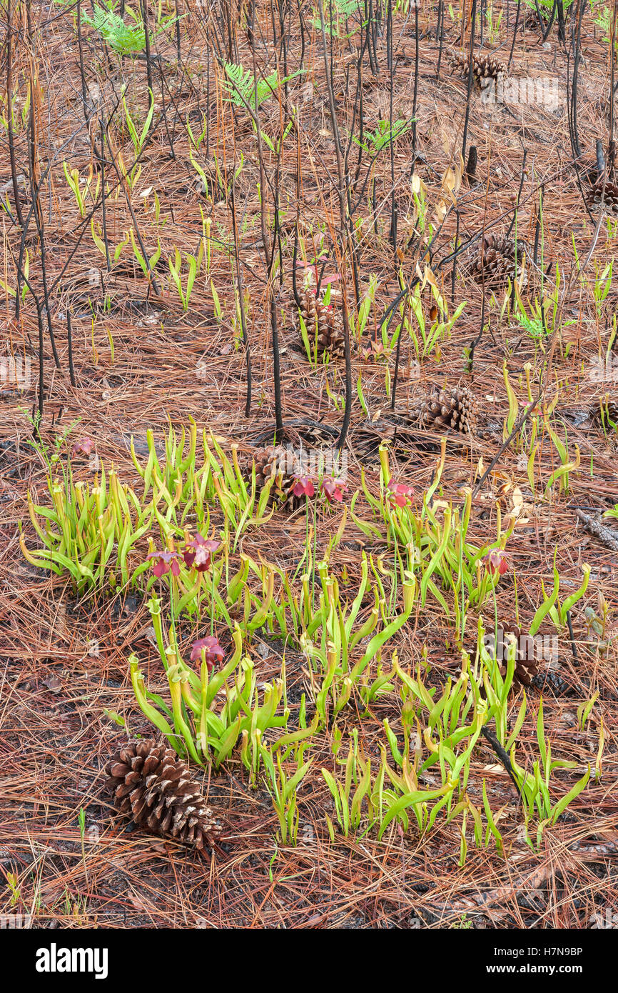 Alabama Canneto pianta brocca (Sarracenia rubra alabamensis ssp). Brocche e fiorisce a Roberta caso colline di pino preservare. Foto Stock