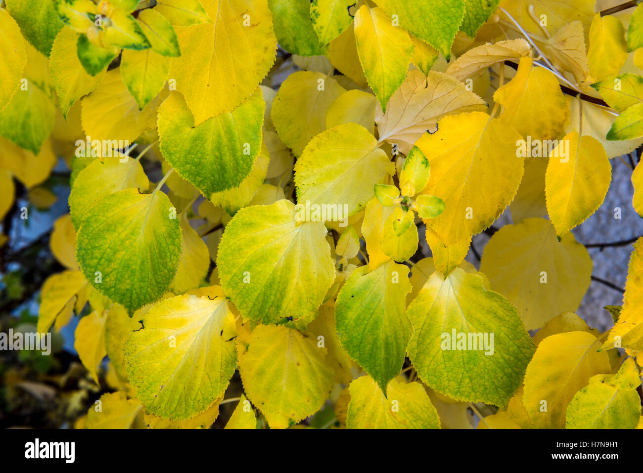 Autunno colorato di giallo e verde delle foglie, closeup, Divonne Les Bains, Auvergne-Rhône-Alpes, Francia Foto Stock