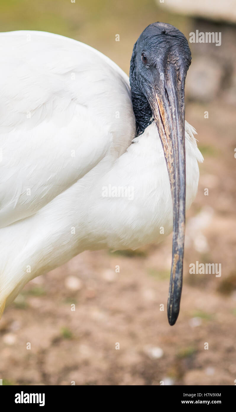 Australian White Ibis colpo alla testa Foto Stock