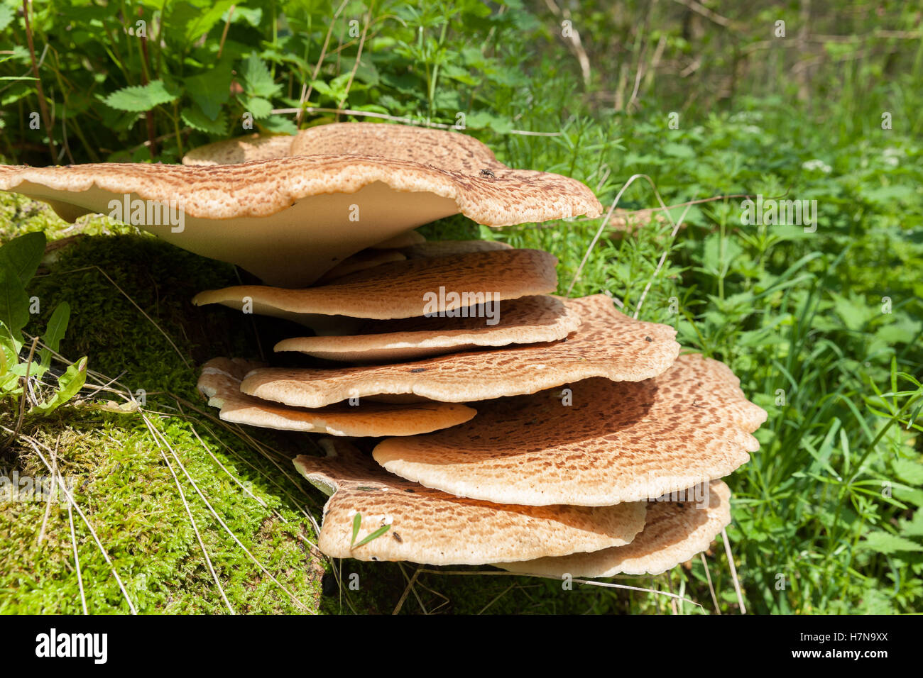 Ripiano della staffa di funghi che crescono su un albero Foto Stock