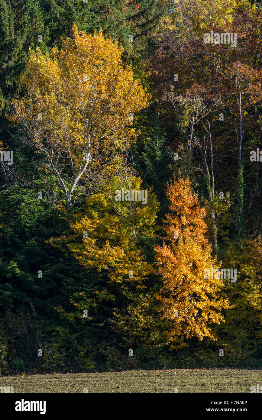 Colore di autunno Misto bosco di latifoglie, Divonne Les Bains, Auvergne-Rhône-Alpes, Francia Foto Stock