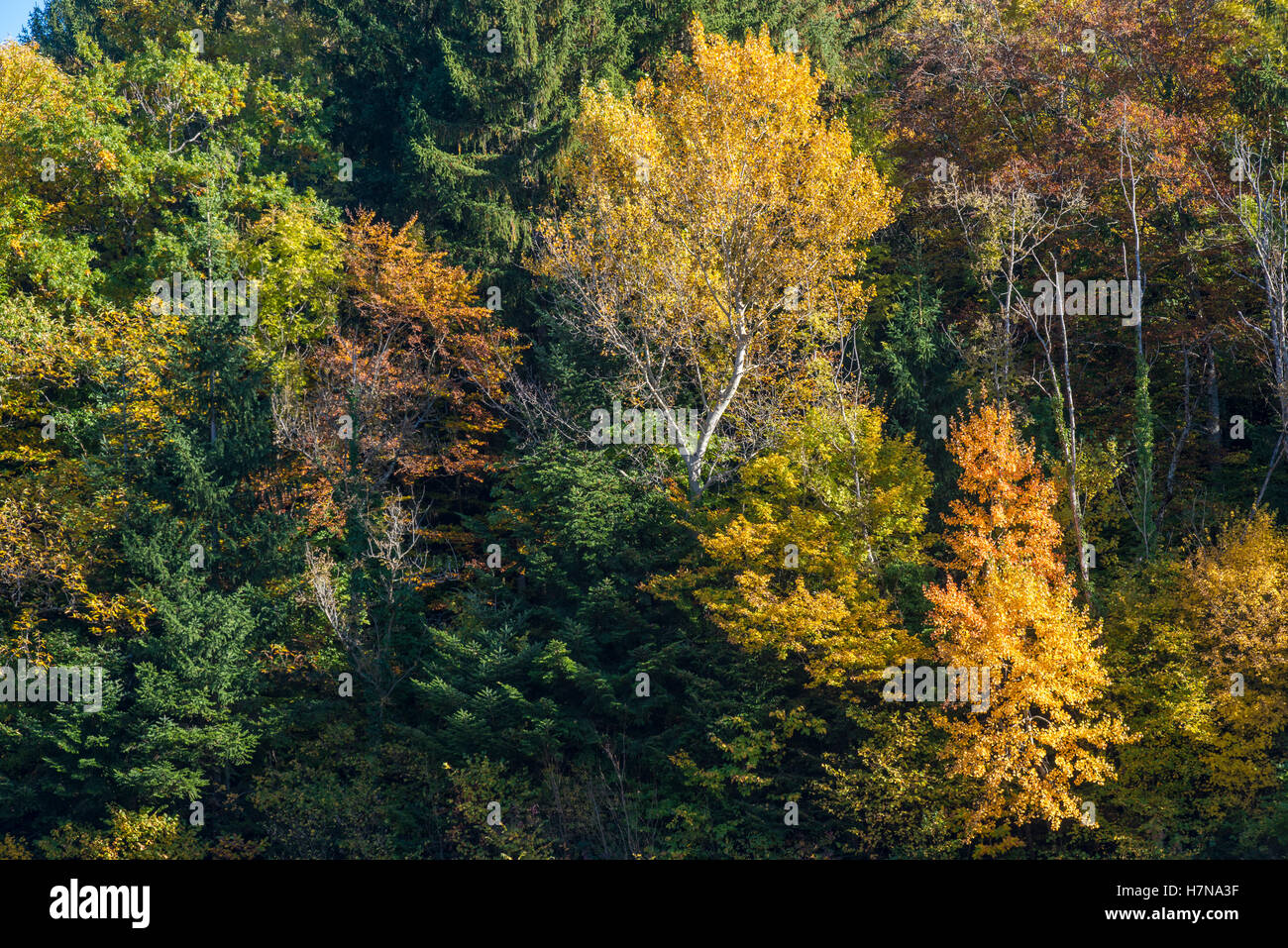 Colore di autunno Misto bosco di latifoglie, Divonne Les Bains, Auvergne-Rhône-Alpes, Francia Foto Stock