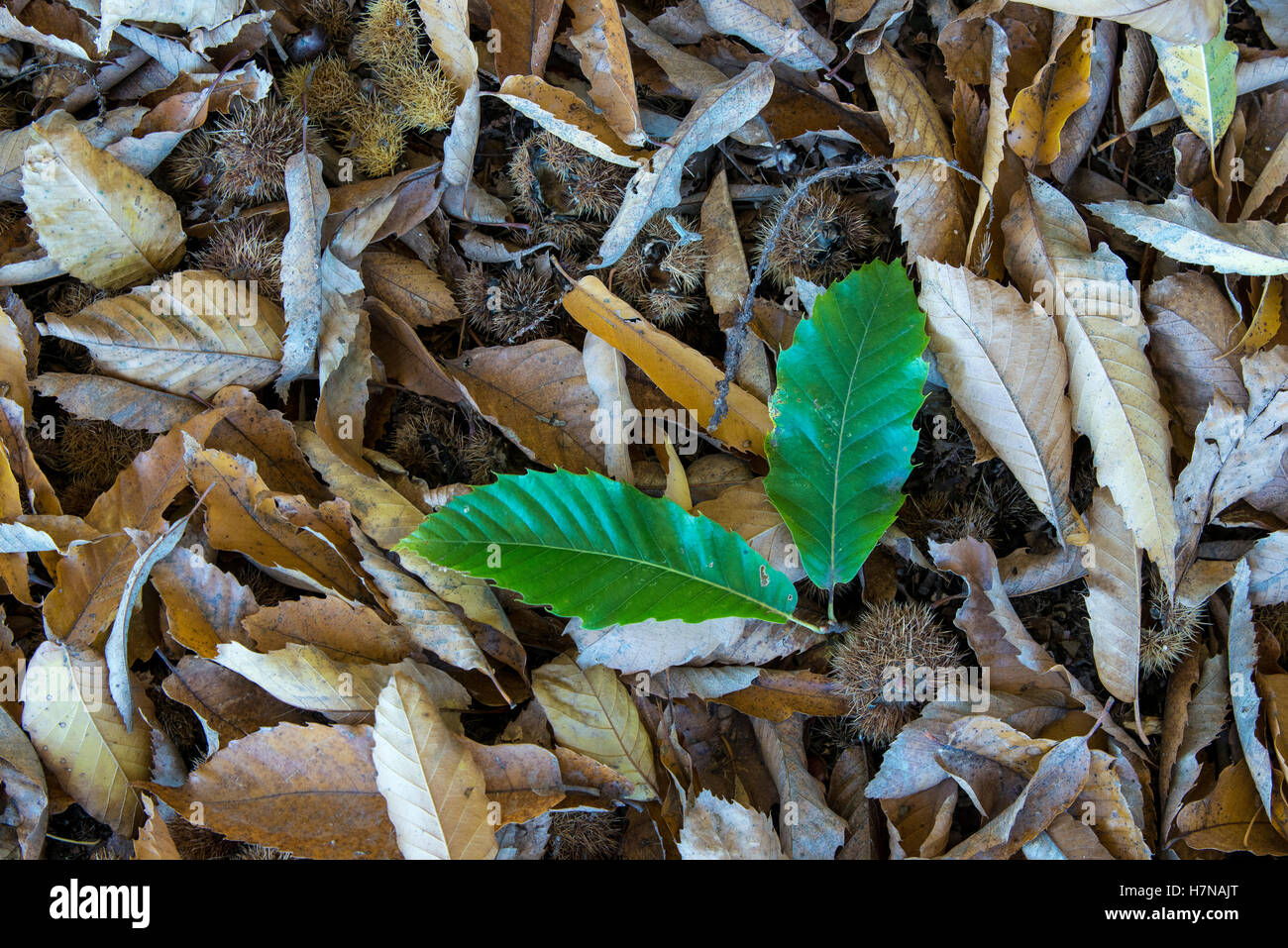 Fresco e dolce appassiti castagno (Castanea sativa) foglie, closeup, Divonne Les Bains, Auvergne-Rhône-Alpes, Francia Foto Stock