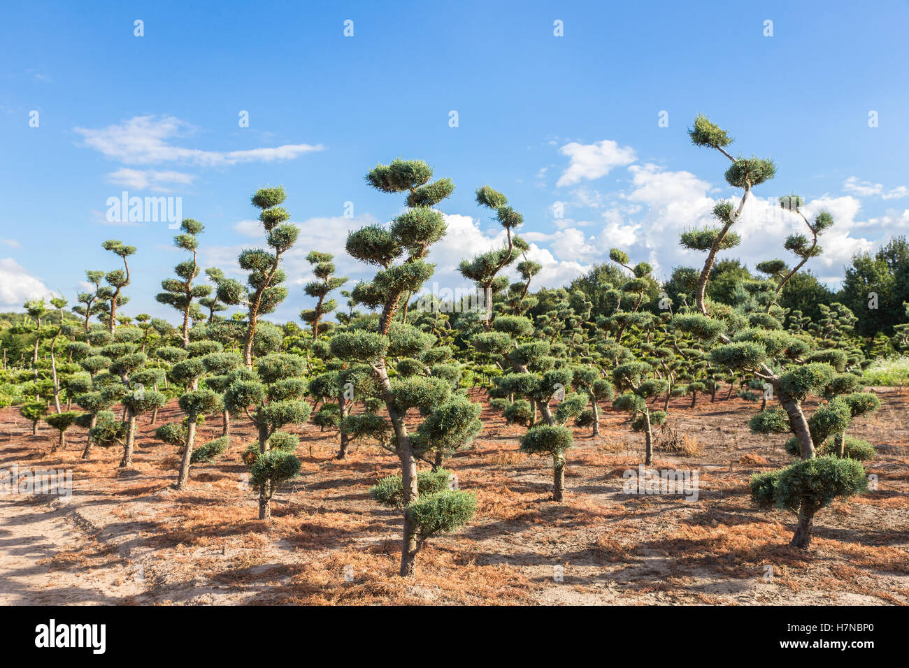 Splendidamente la potatura di alberi di conifere in vivaio Foto Stock