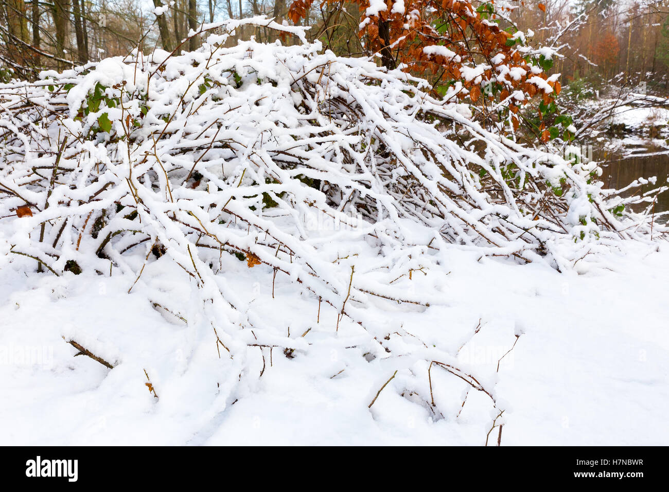 Rami di blacberry bushshes coperto con il bianco della neve in inverno Foto Stock
