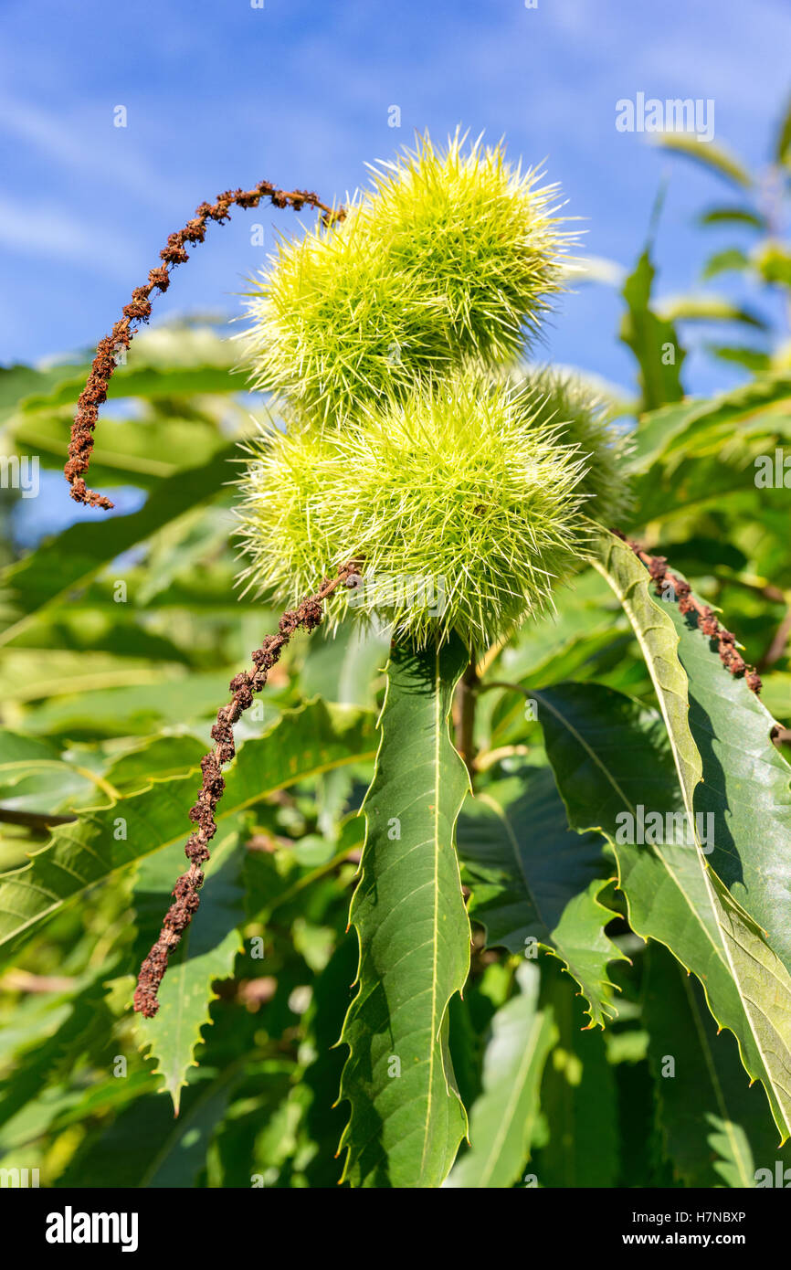La lolla di verde e foglie di castanea sativa Albero in autunno Foto Stock