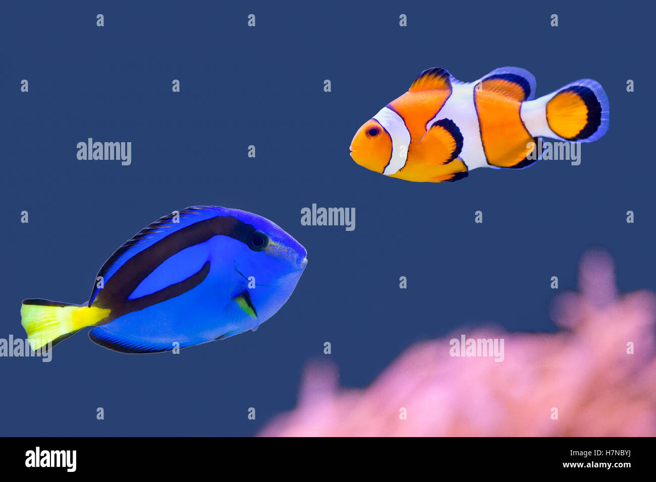 Tavolozza e surgeonfish pagliaccio pesci che nuotano insieme in acqua blu Foto Stock