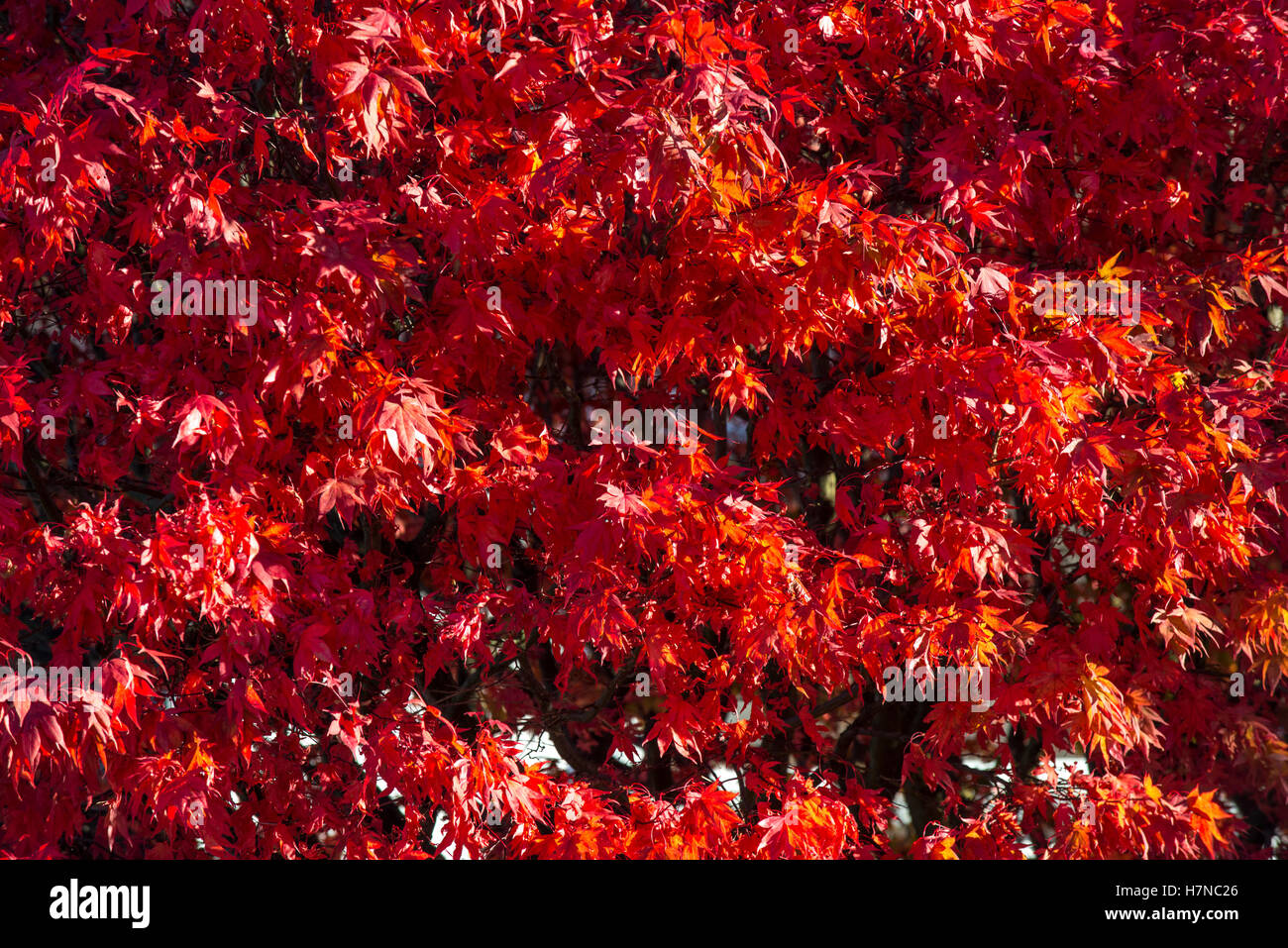 Red fogliame di autunno di giapponese-Acero (Acer japonicum), closeup, Divonne Les Bains, Auvergne-Rhône-Alpes, Francia Foto Stock