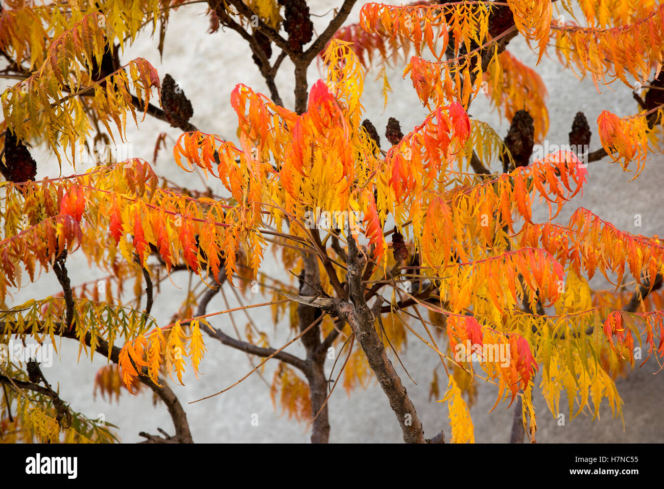 Colore di autunno Sommacco maggiore (Rhus typhina), Divonne Les Bains, Francia Foto Stock