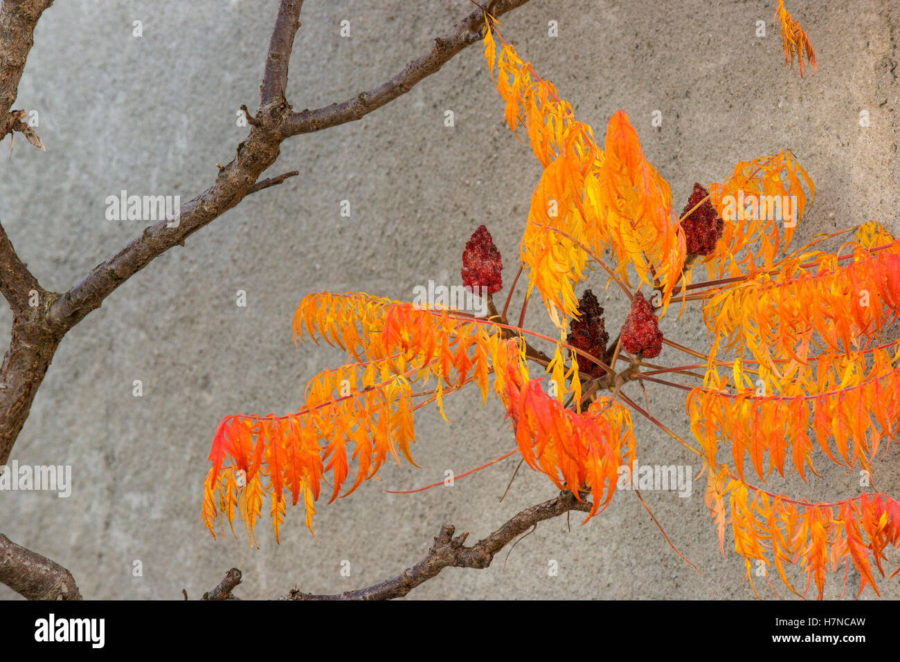Colore di autunno Sommacco maggiore (Rhus typhina), Divonne Les Bains, Francia Foto Stock