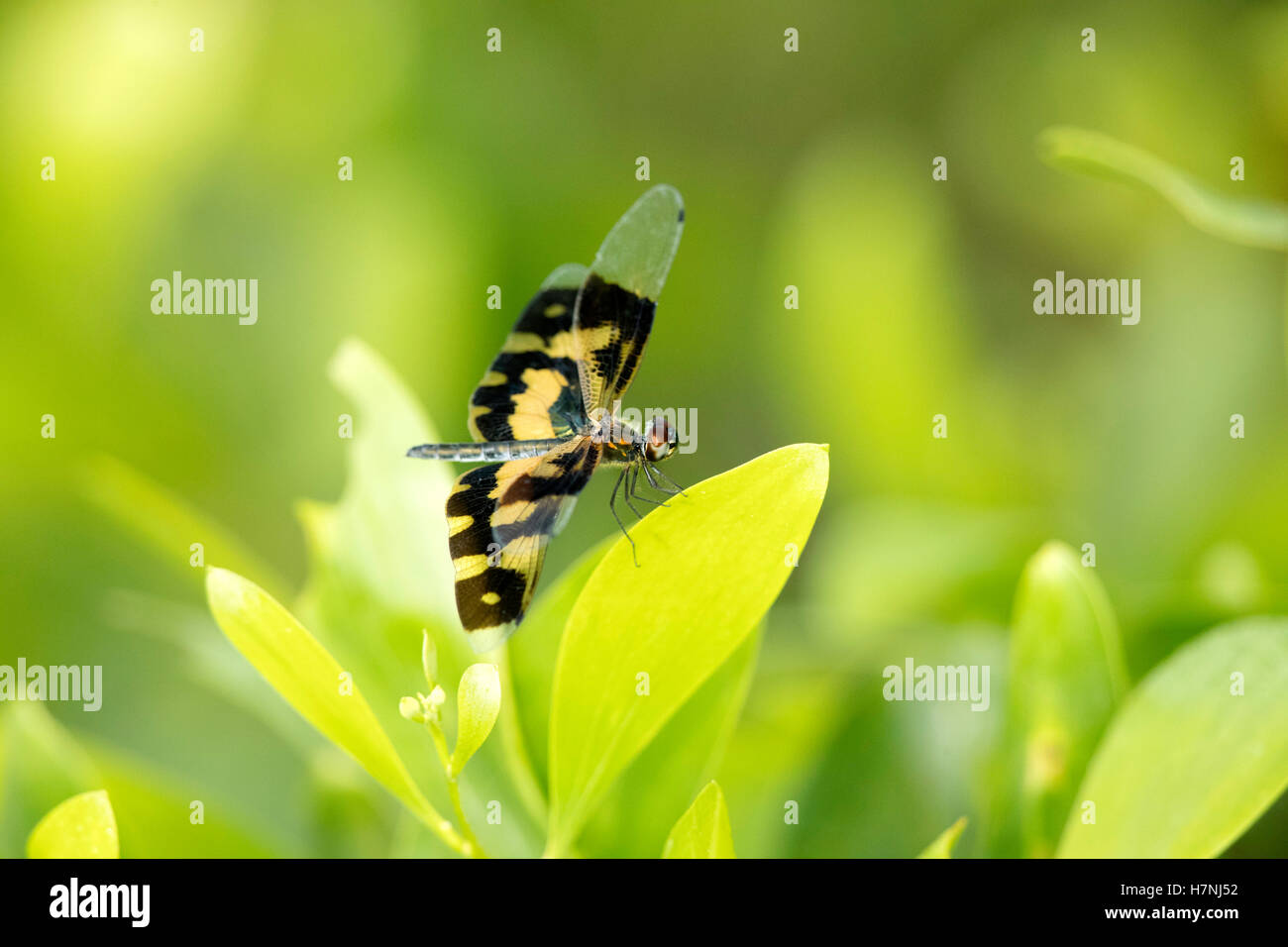 Libellula , Flutterer variegato, Rhyothemis variegata, seduti su foglie verdi. Bella dragon fly in natura habitat Foto Stock