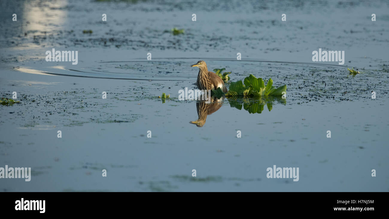 Indiano aironi di stagno Foto Stock