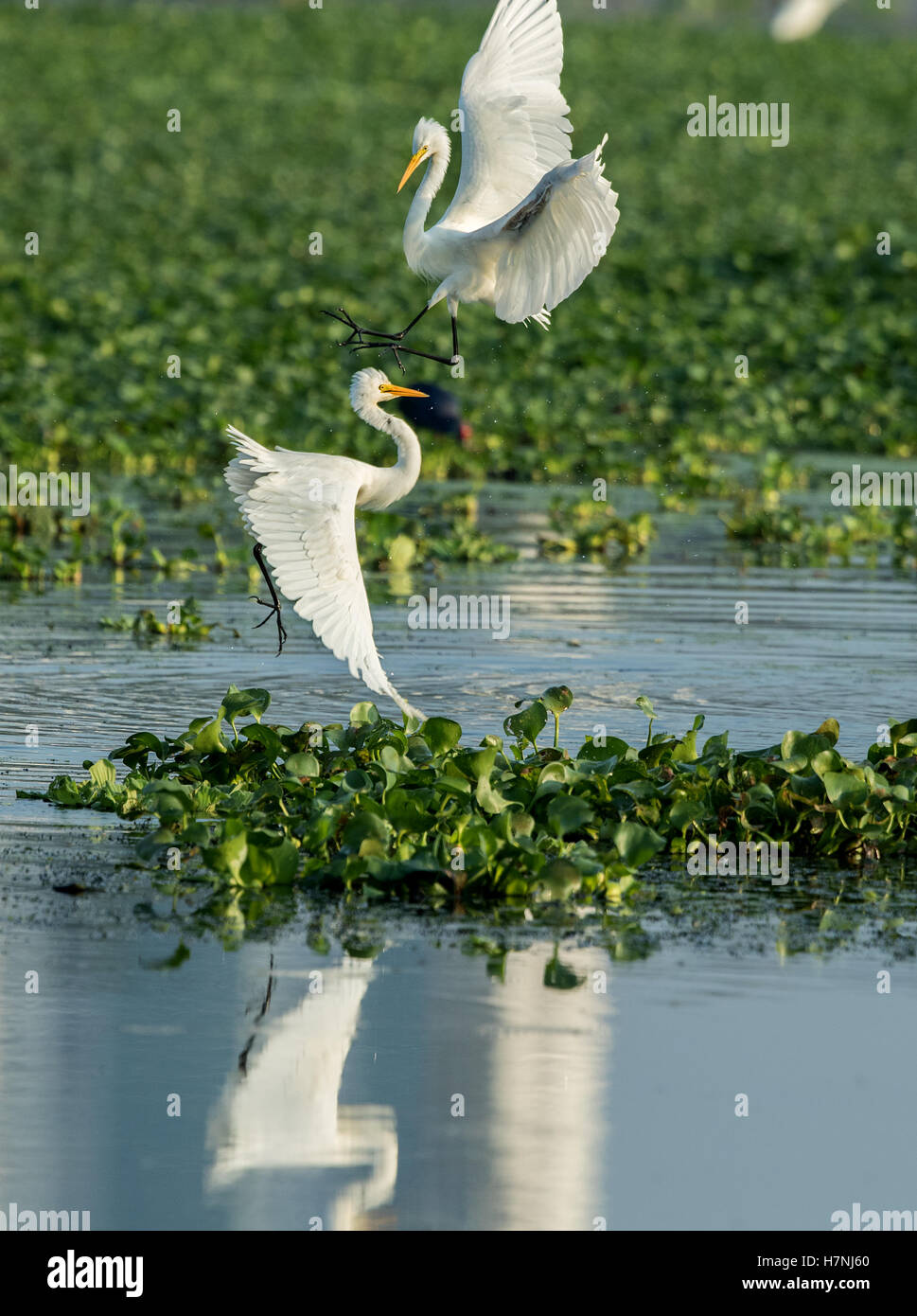 Airone bianco maggiore lotta Foto Stock