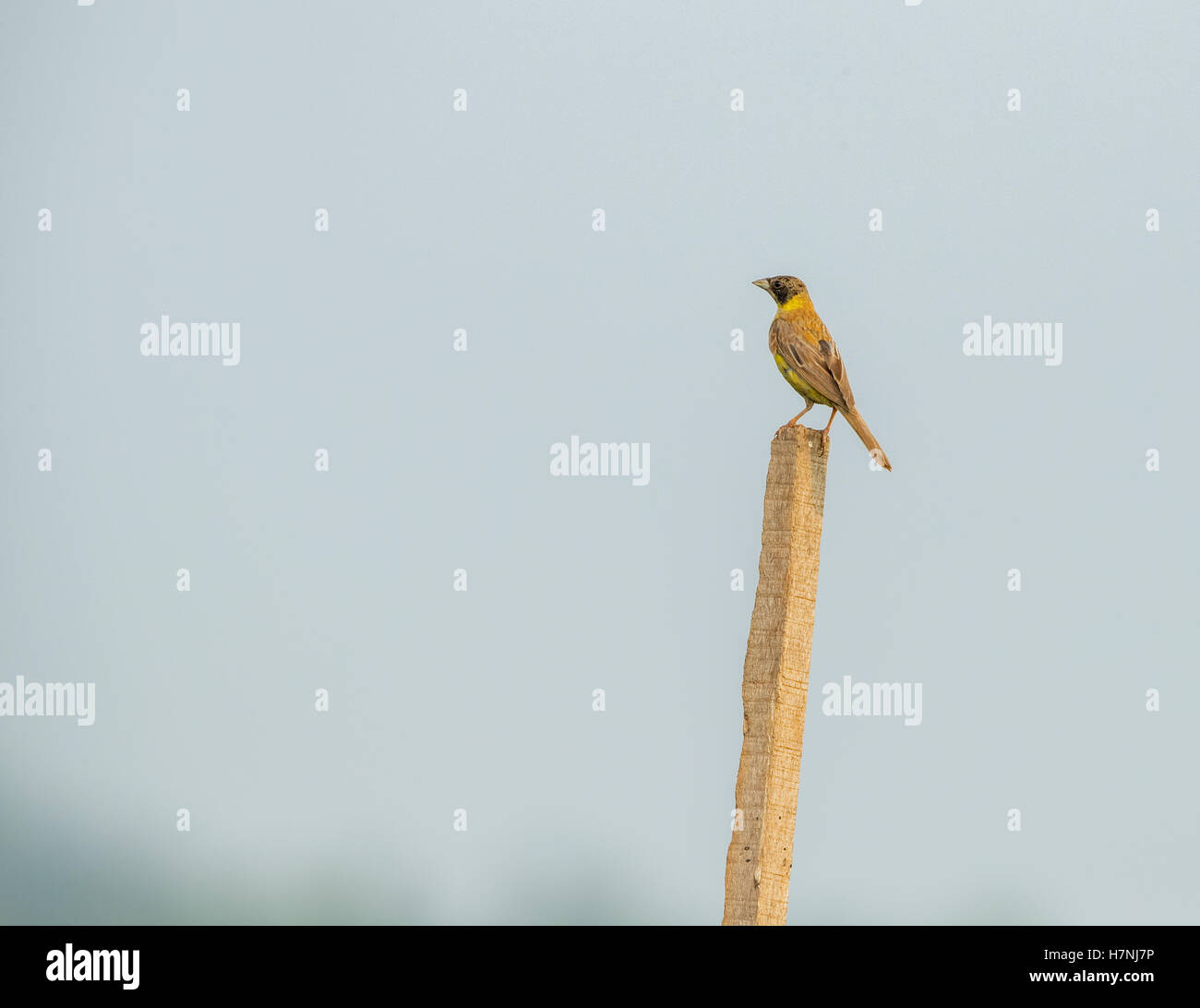 Testa nera Bunting (Emberiza melanocephala) arroccato in erba Foto Stock