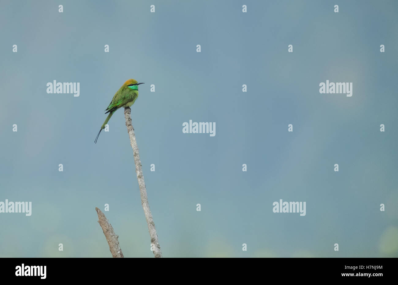 Il verde gruccione// Merops orientalis, (a volte poco verde gruccione) è un vicino passerine uccello del Gruccione famiglia. Ho Foto Stock