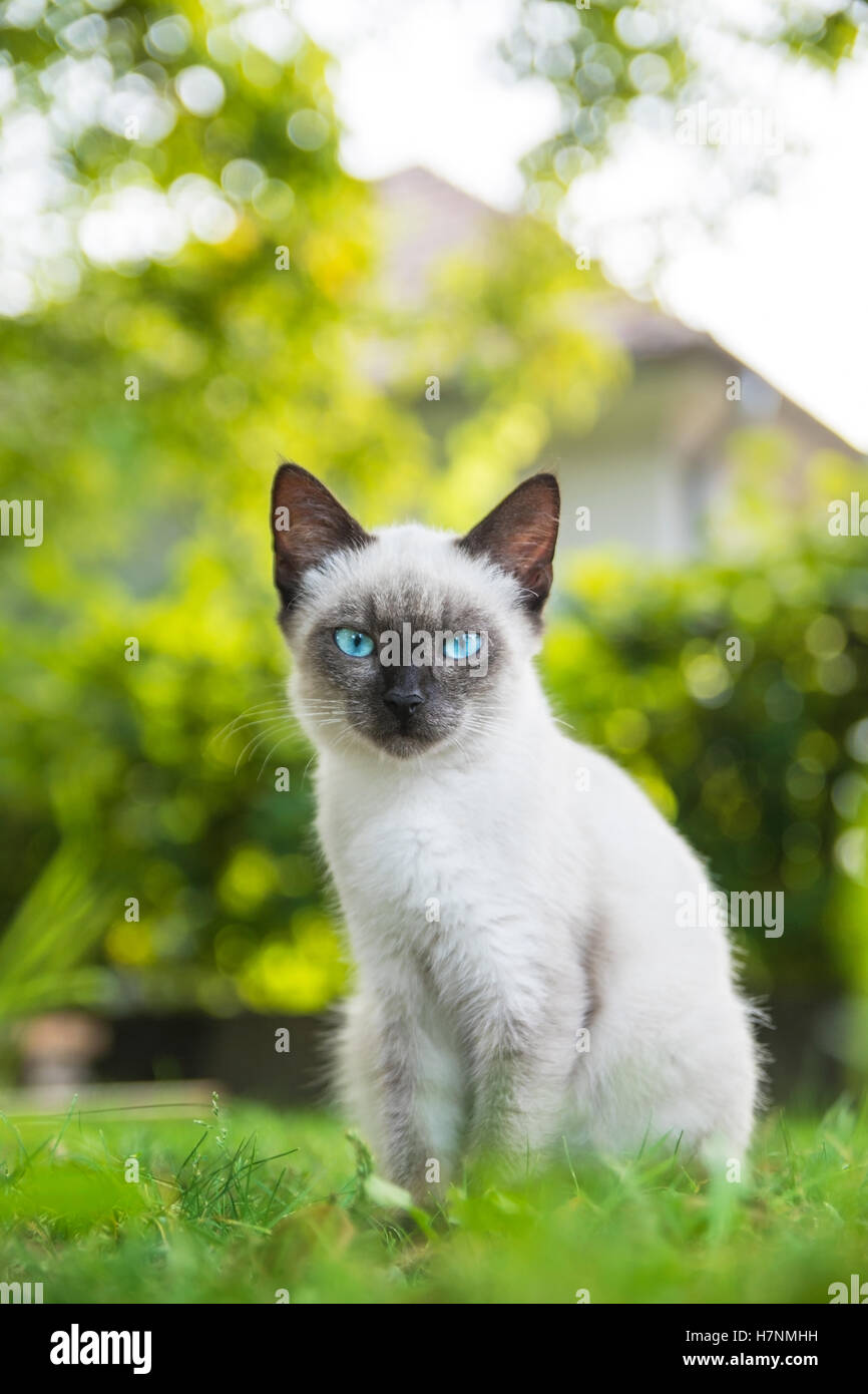 Blue eyed cat guarda la telecamera Foto Stock