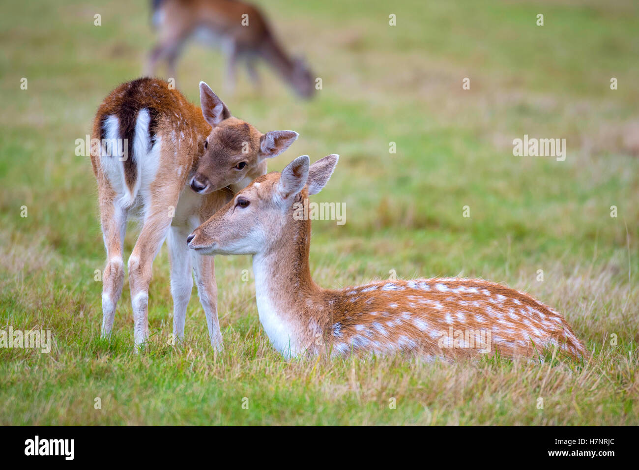 Daini cerve in Richmond Park, Regno Unito Foto Stock