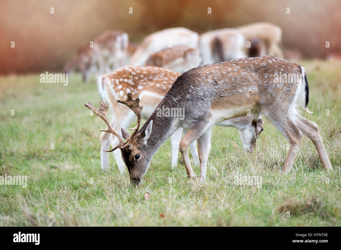 Daini young buck in Richmond Park, Regno Unito Foto Stock