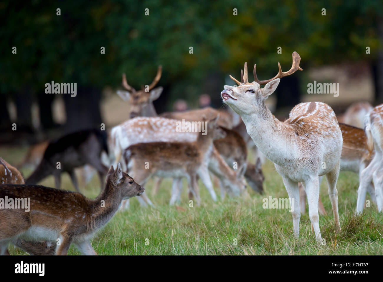 Daini e Buck cerve in Richmond Park, Regno Unito Foto Stock
