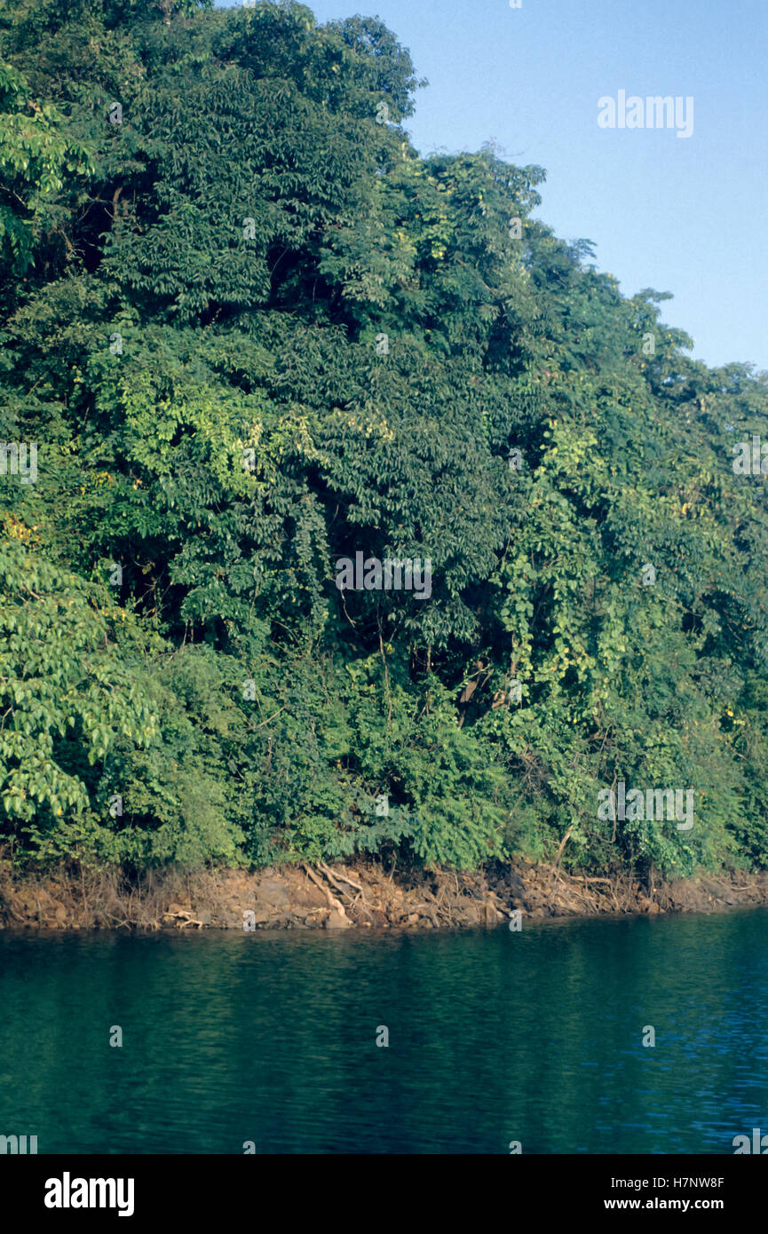 Paesaggio di Koyna Wildlife Sanctuary, Maharashtra, India. Foto Stock