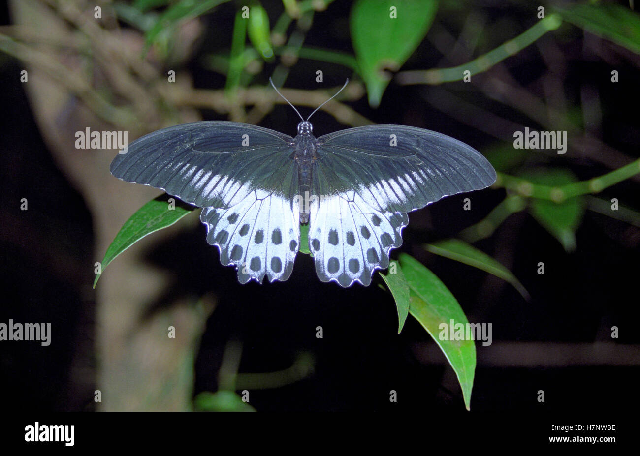 Blue Mormone Papilio polymnestor butterfly, a Amboli i Ghati Occidentali, Maharashtra, India Foto Stock