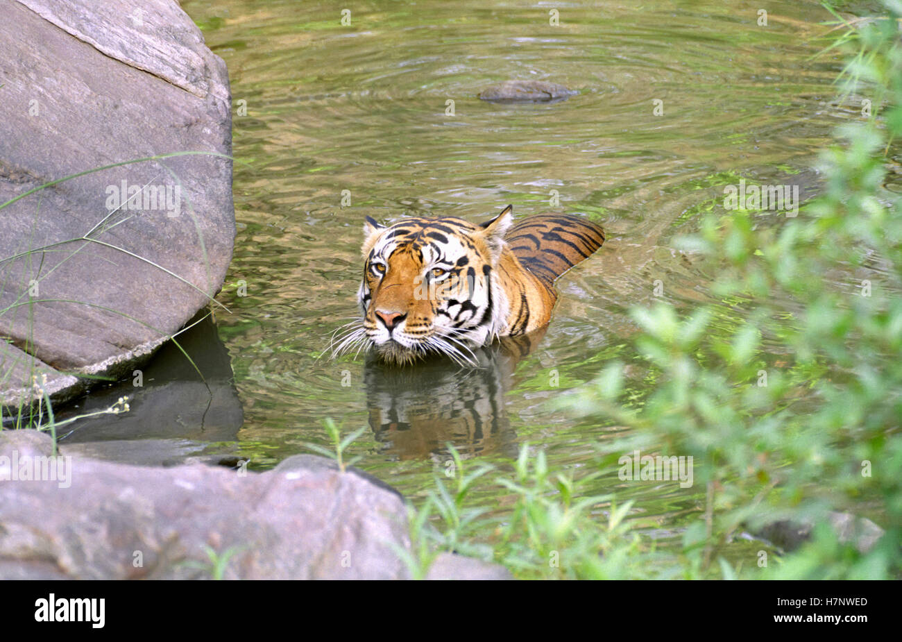 Tigre maschio-panthera tigri, al Parco Nazionale di Kanha, Madhya Pradesh india Foto Stock