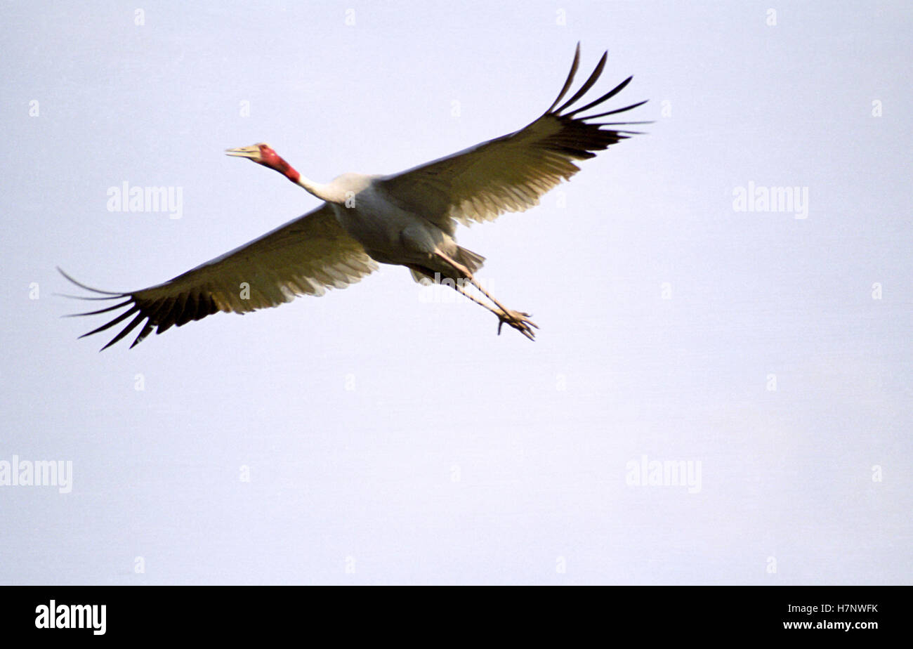 Sarus Crane-Grus antigone, volare al parco nazionale di Keoladeo, Rajasthan, India Foto Stock