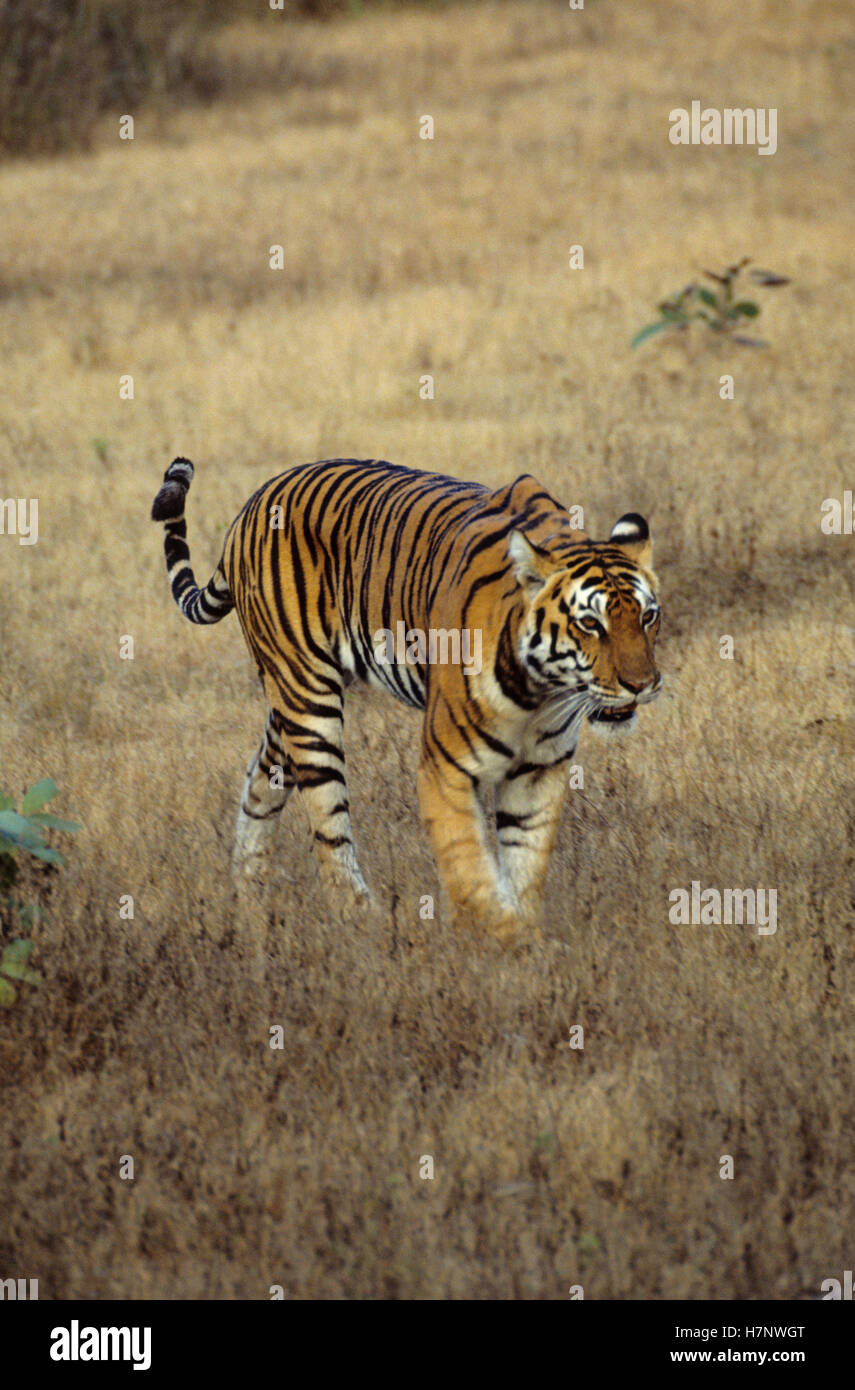 Femmina, tiger panthera tigris, Parco Nazionale di Kanha, Madhya Pradesh, India. Foto Stock