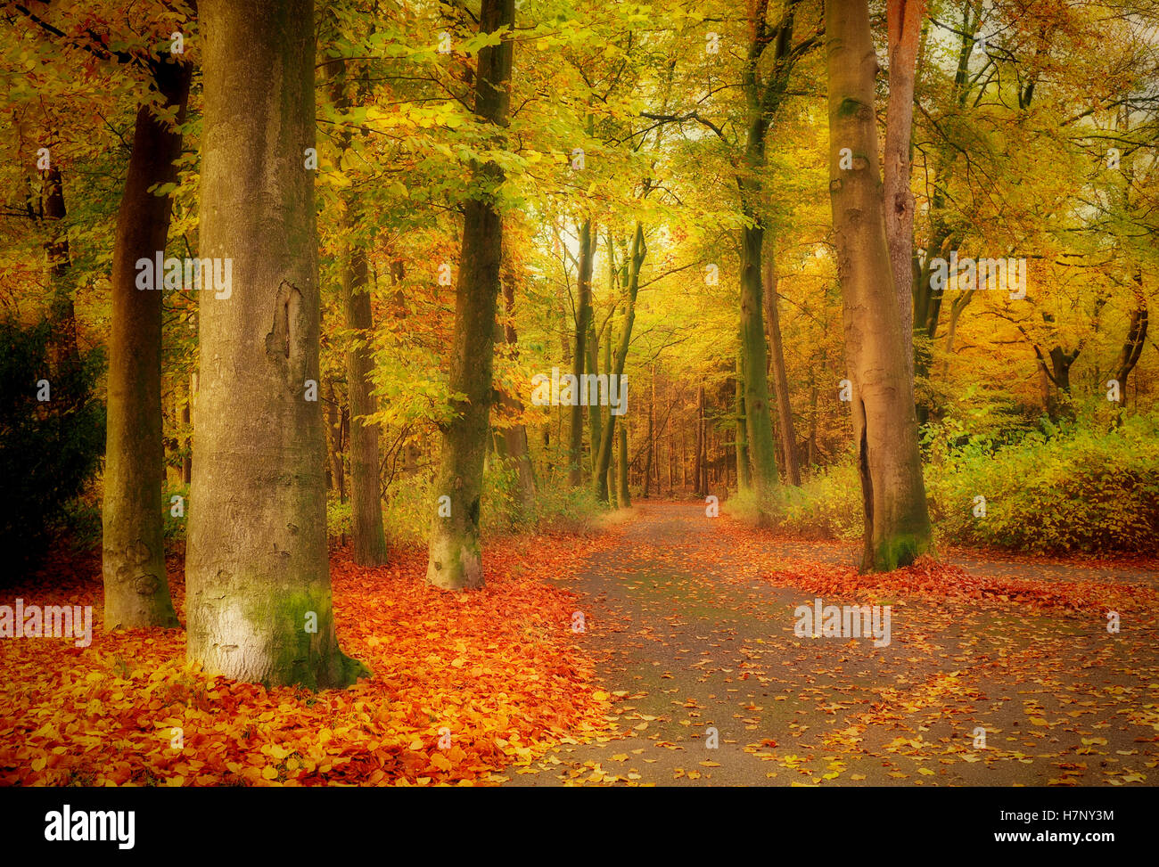 Foresta di mistico e colorato sfondo autunno Foto Stock