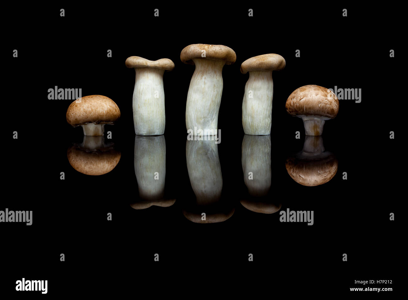 Tre Re funghi Oyster e due champignon marrone in fila isolato nero su sfondo riflettente Foto Stock