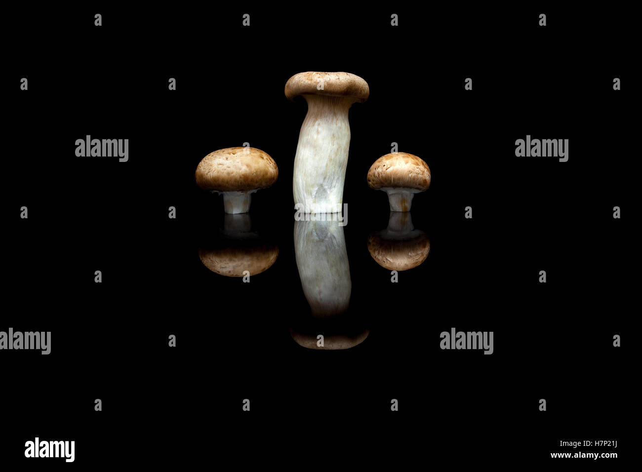 Tre i funghi in fila, un re di funghi orecchioni e due champignon marrone isolato nero su sfondo riflettente Foto Stock
