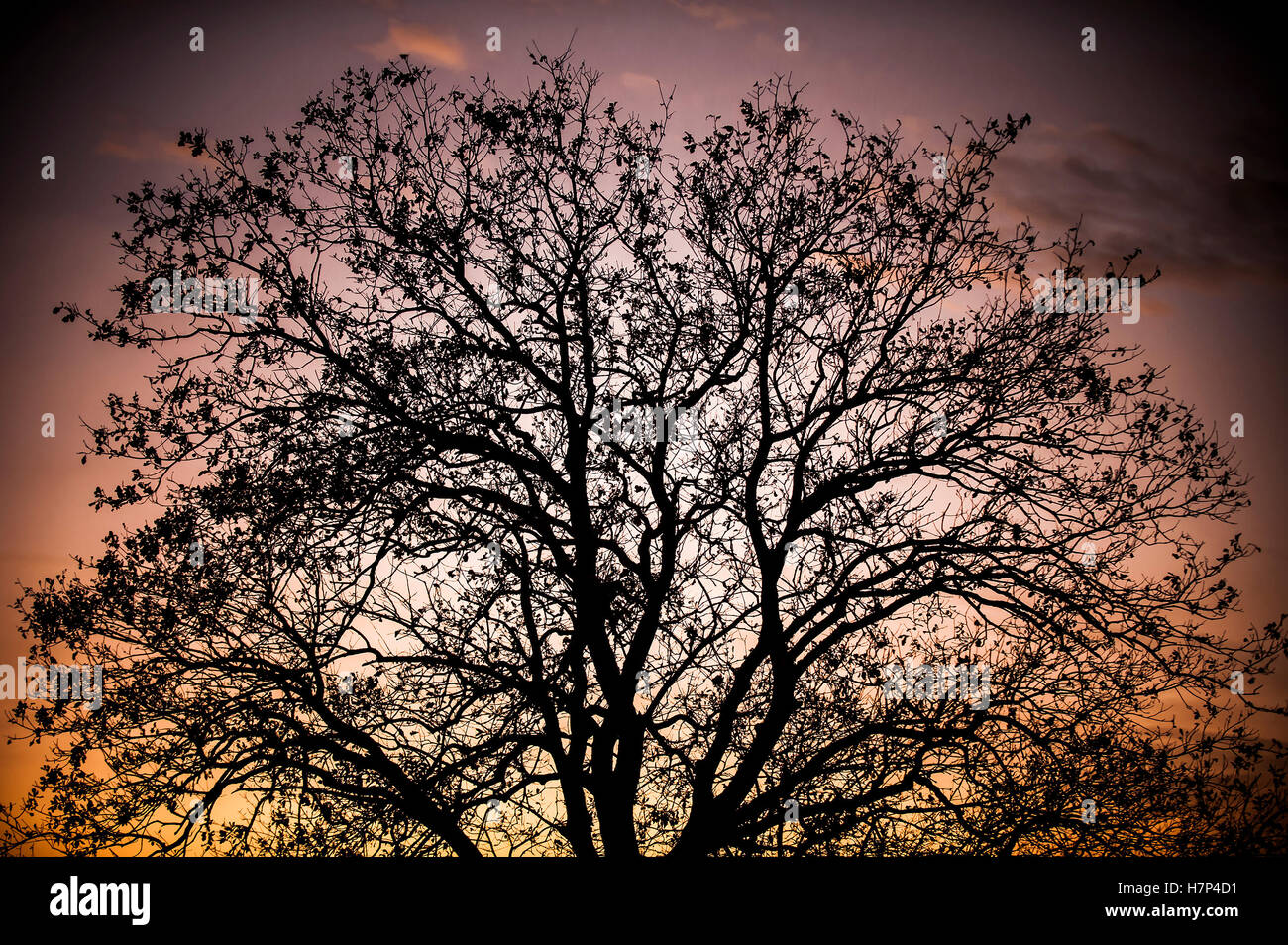 Silhouette ad albero in condizioni di scarsa illuminazione con effetto vignetta Foto Stock