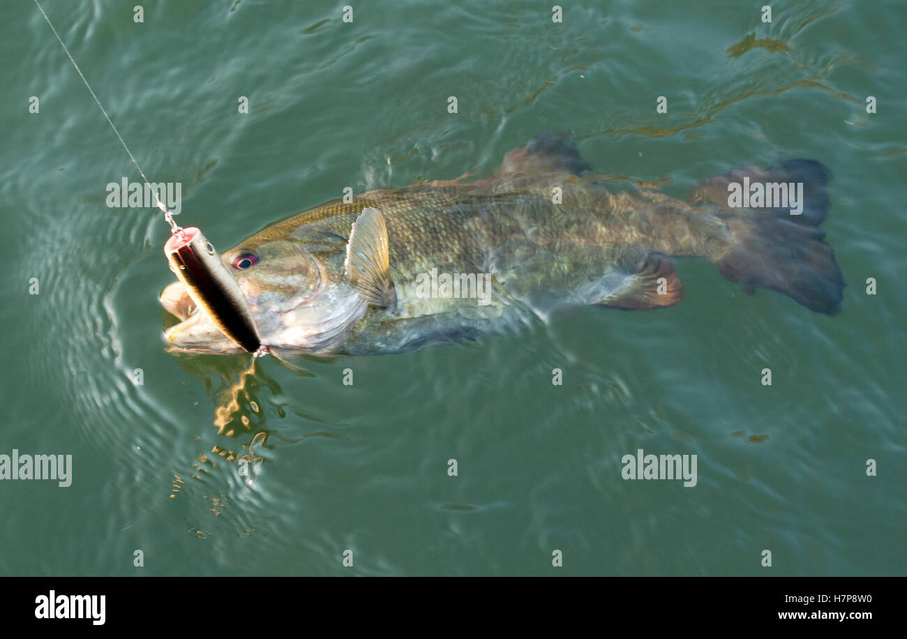 Smallmouth Bass pesca sul fiume Columbia vicino al Dalles, Oregon. Foto Stock