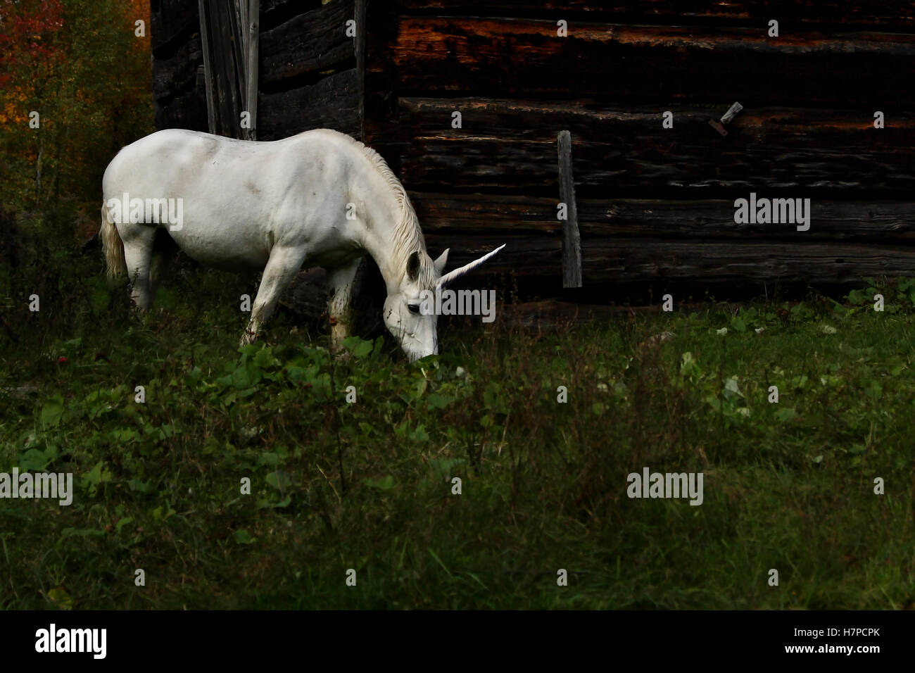 Il mitico unicorn lambisce in un campo erboso accanto a un fienile in Canada Foto Stock