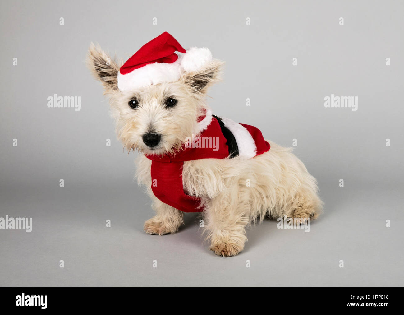 West Highland Terrier Puppy in Padre costume di Natale Foto Stock