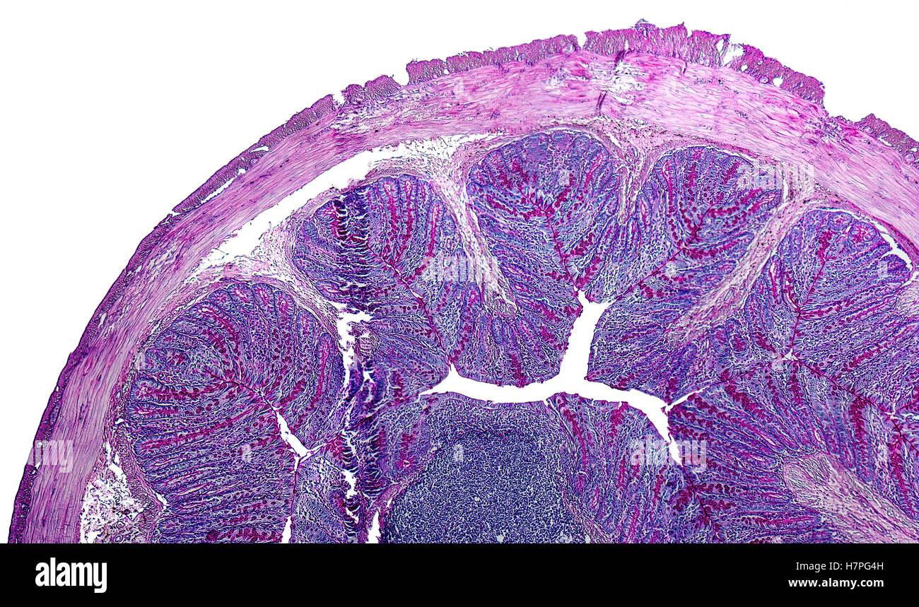 Dettagli microscopici del grosso intestino di un ratto Foto Stock