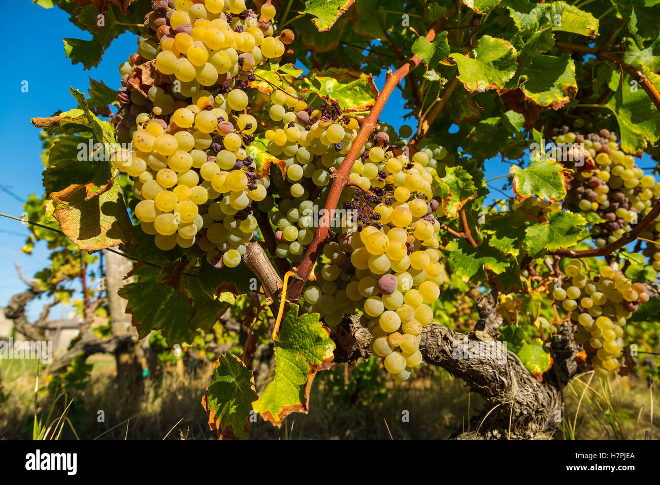 Uva bianca nella regione di Sauternes, Barsac, Bordeaux, Aquitaine Francia Europa Foto Stock