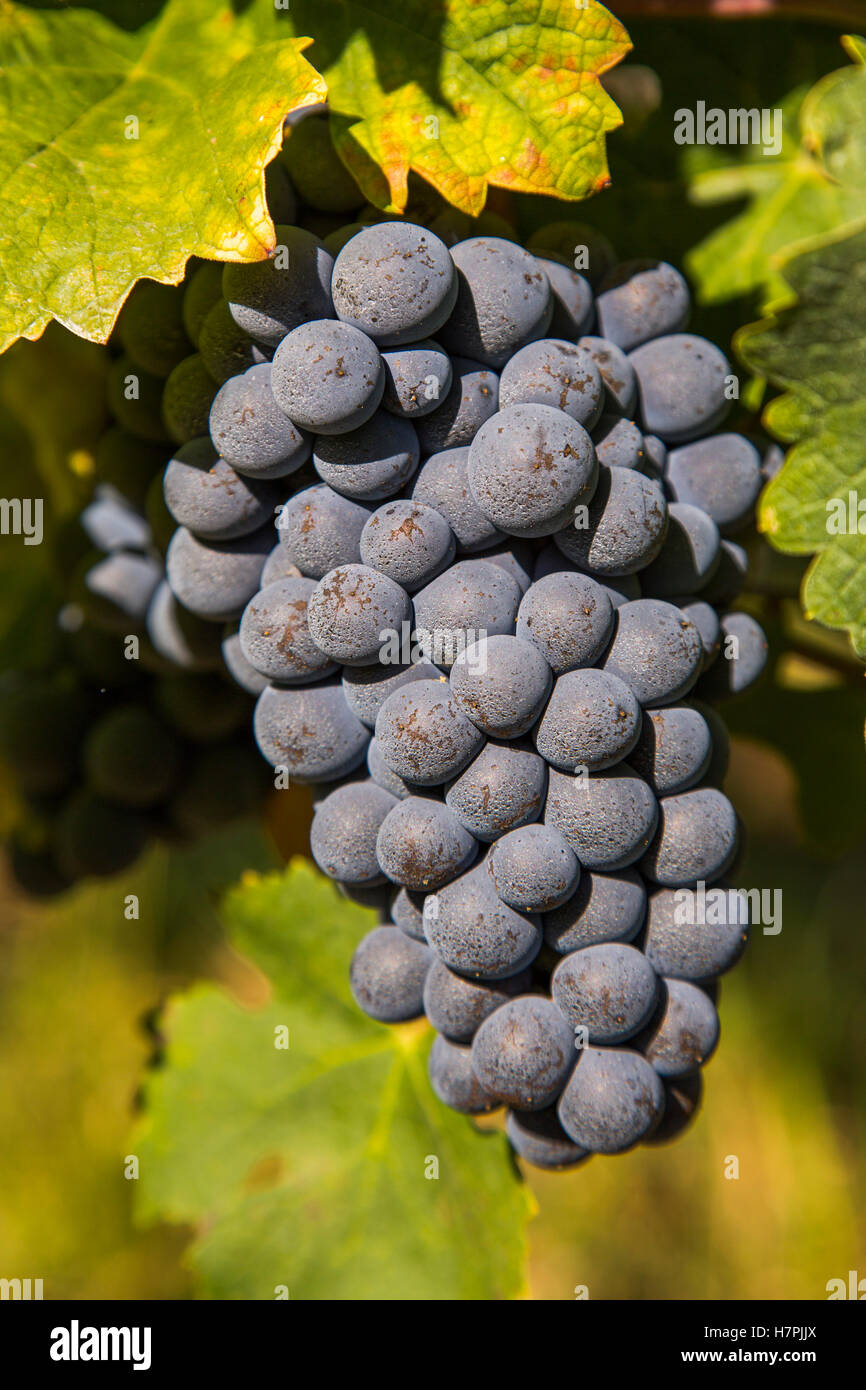 Uva, Vigna. Regione di Sauternes, Budos, Aquitaine-Limousin-Poitou-Charentes. Bordeaux, Aquitaine Francia Europa Foto Stock