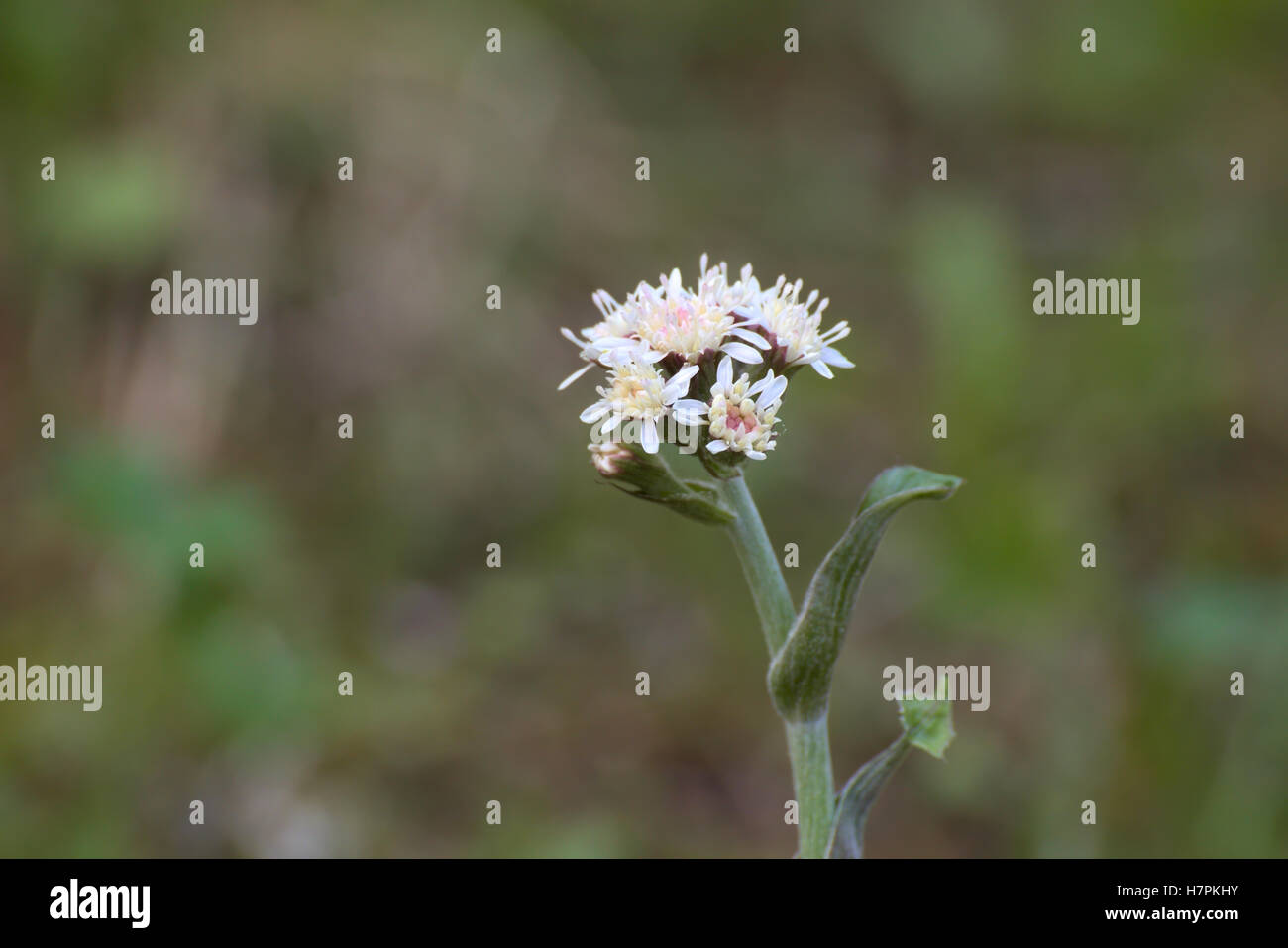 Petasites frigidus, l'Artico coltsfoot dolce, con fiori. Foto Stock