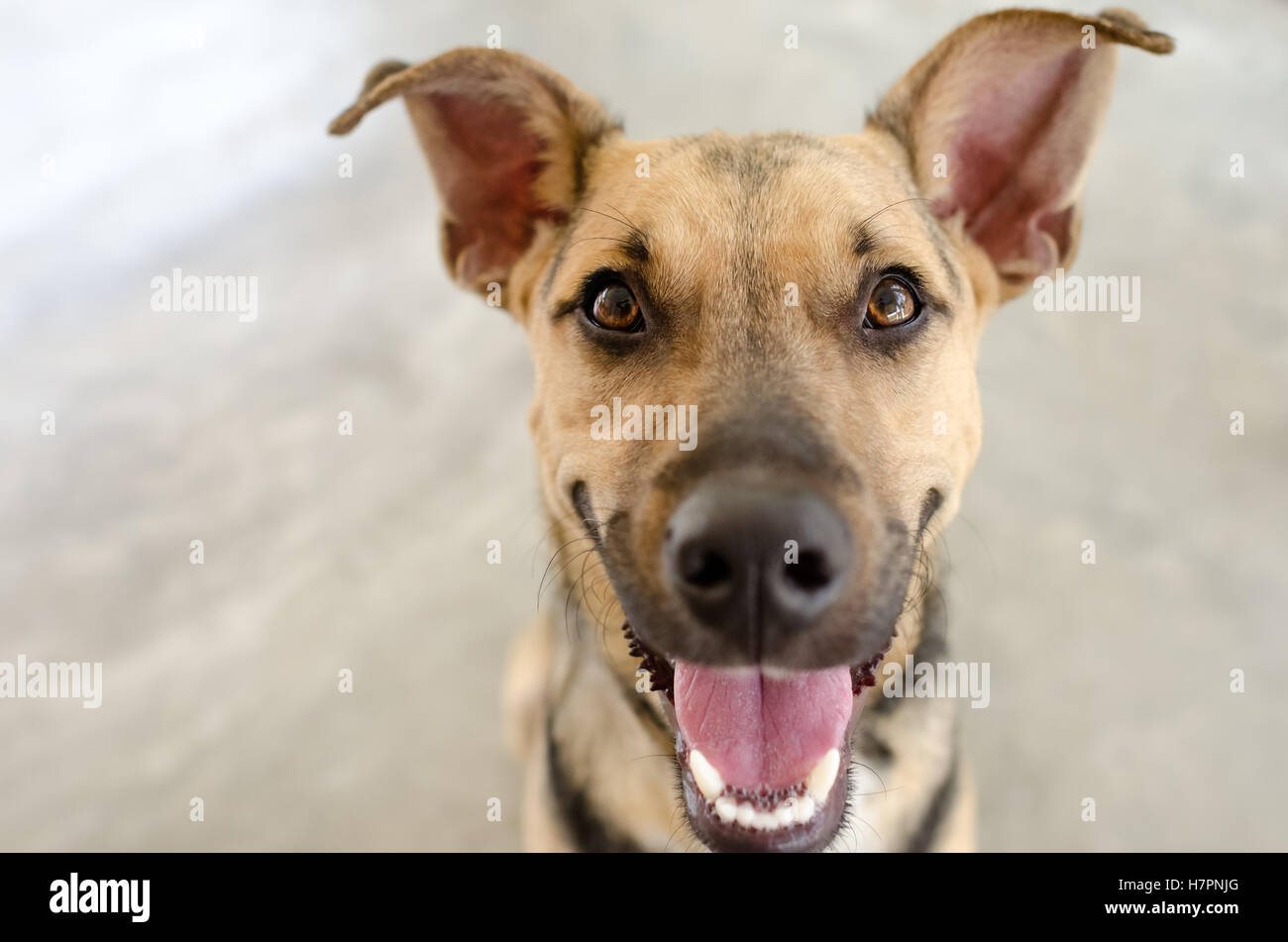 Cane felice è un divertente di cucciolo di cane con un grande sorriso sul suo volto. Foto Stock