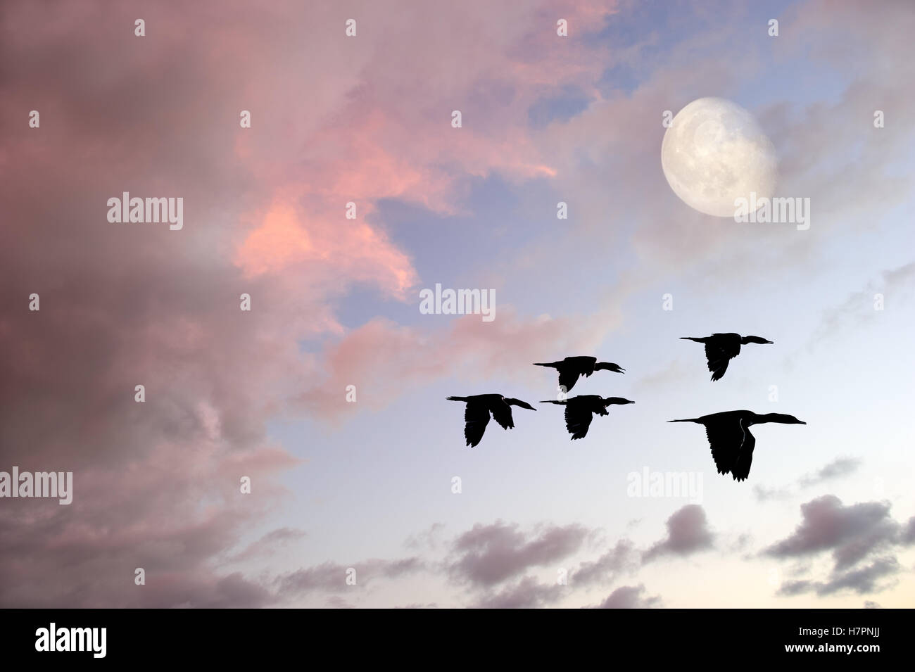 Uccelli luna è uno stormo di uccelli in volo tra nuvole rosa come la luna piena sorge nel cielo. Foto Stock