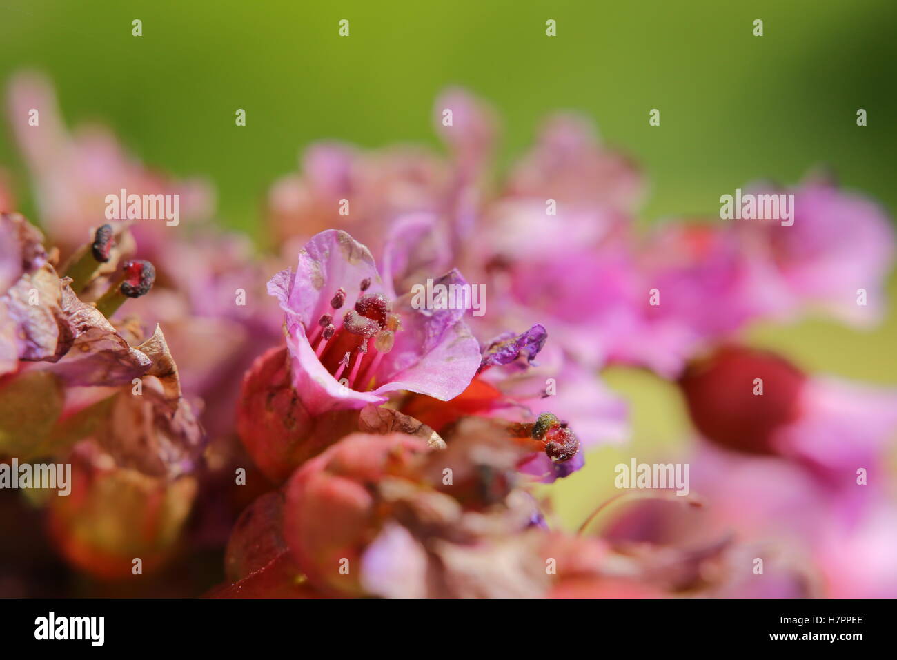 Macro di fiori di Bergenia crassifolia, il cuoio bergenia. Foto Stock