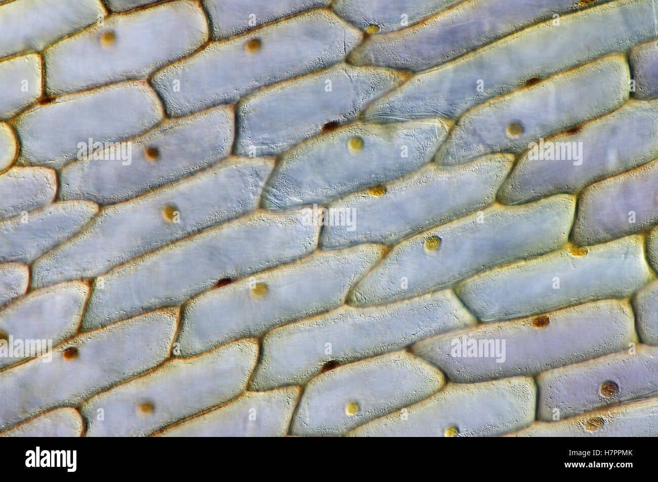 Cellule da una membrana interna da parte di un comune cipolla (Allium cepa), con intravital colorazione (tintura di iodio) Foto Stock