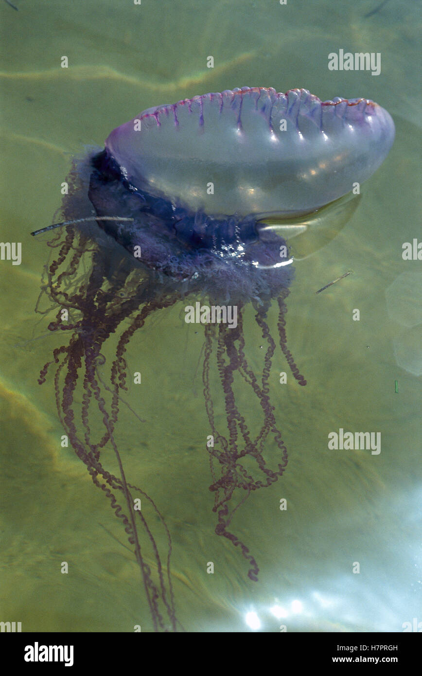 Il portoghese uomo di guerra (Physalia physalis) una colonia siphonophore divisi in gruppi di lavoro, velenosi Belize Foto Stock