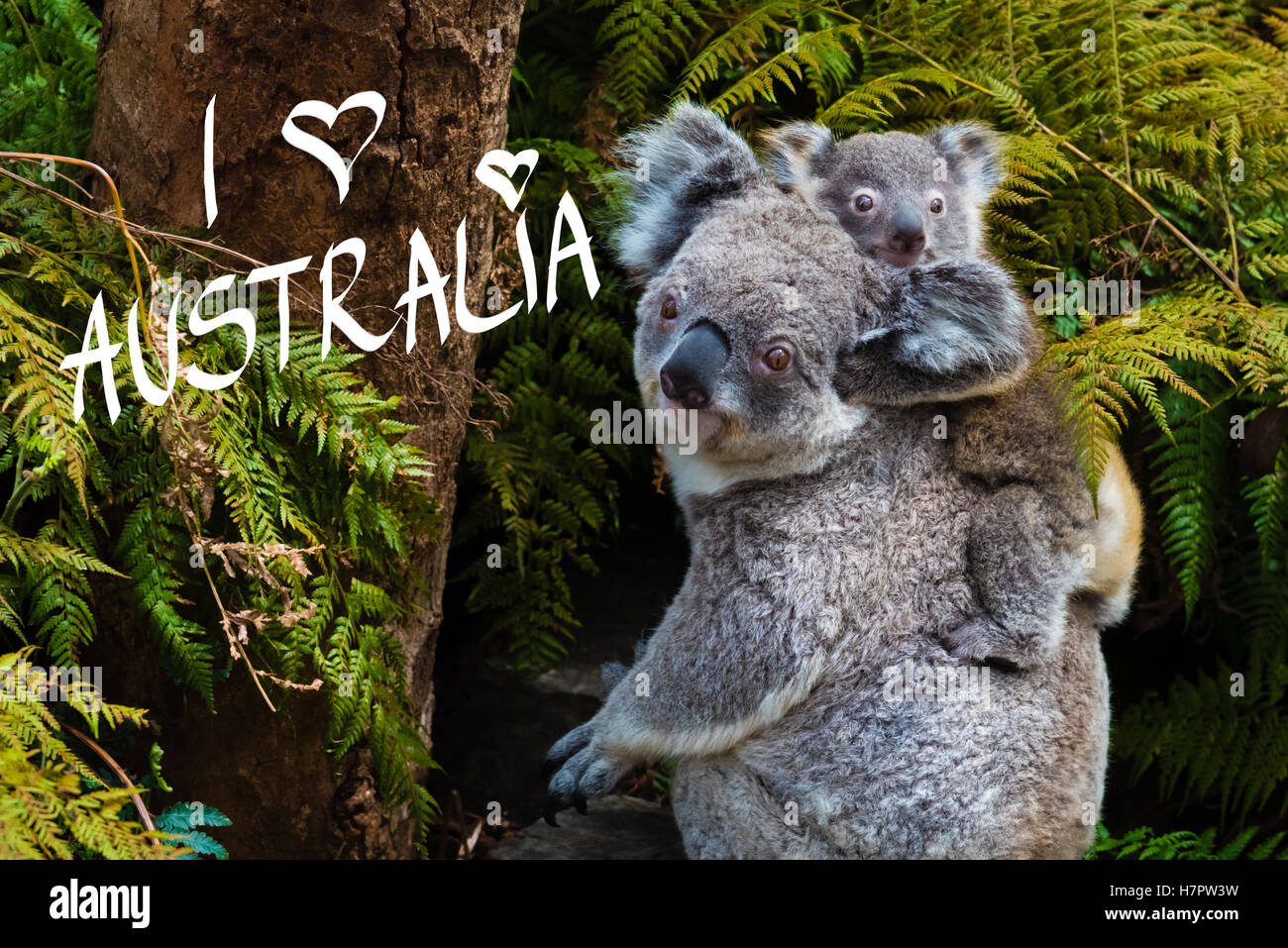Australian Koala bear animale nativo con il bambino sulla schiena e io amo Australia testo Foto Stock
