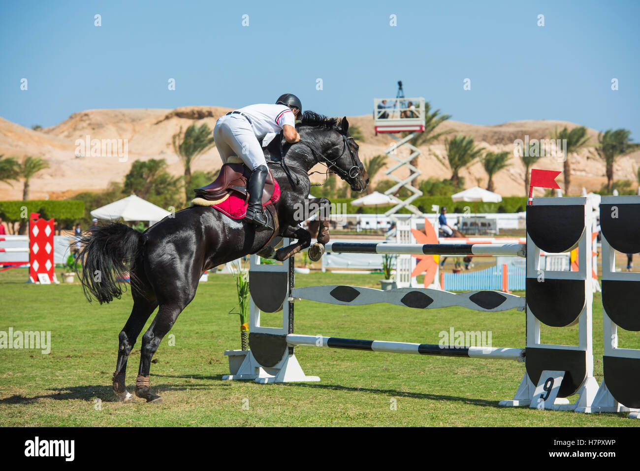 Cavallo e cavaliere competere in un showjumping equestre competizione sportiva saltando ostacoli all'aperto Foto Stock