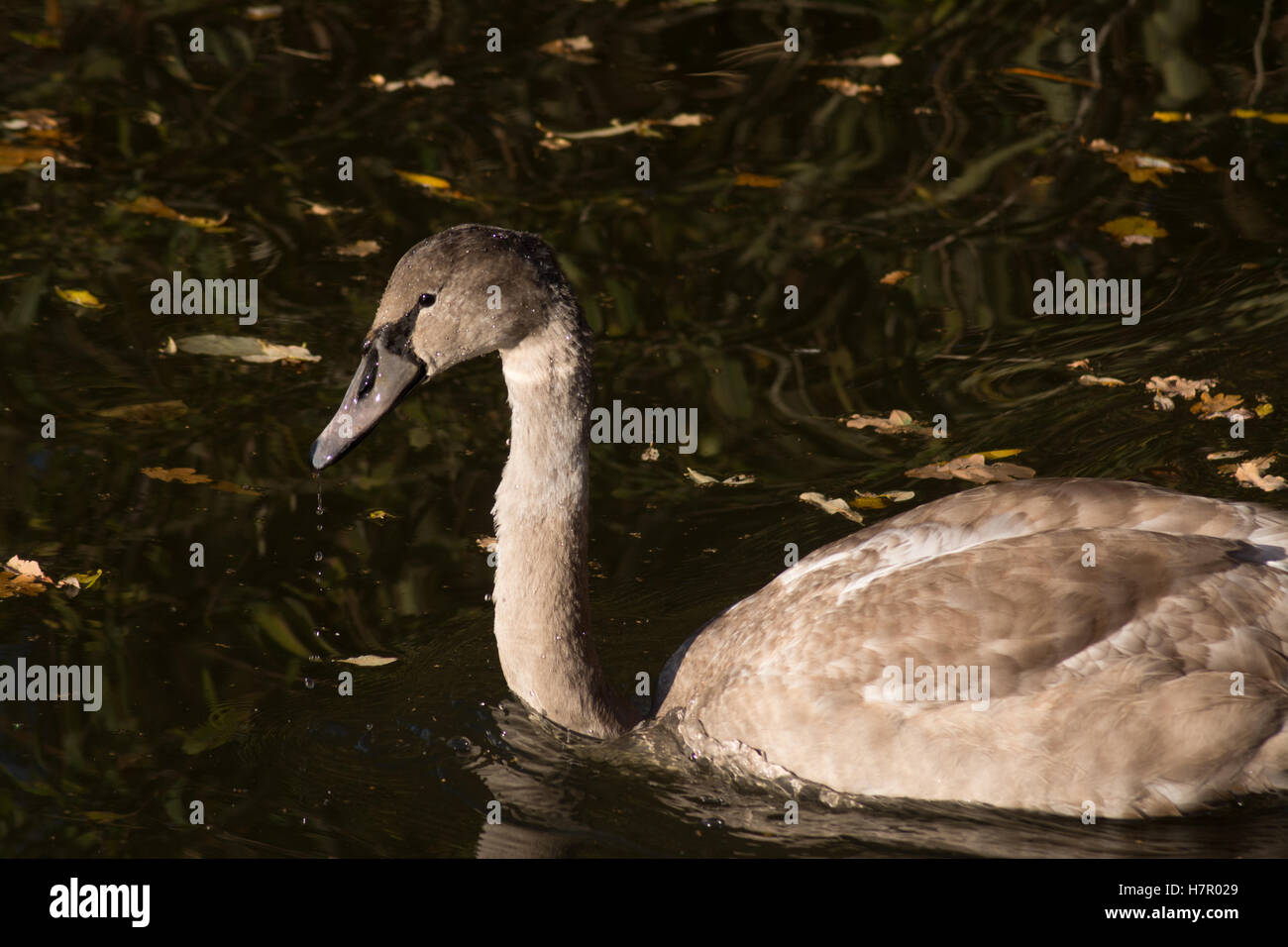 Cygnet 'Cygnus olor' nella luce del mattino al Laghetto della flotta nella Riserva Naturale del Hampshire, Inghilterra Foto Stock